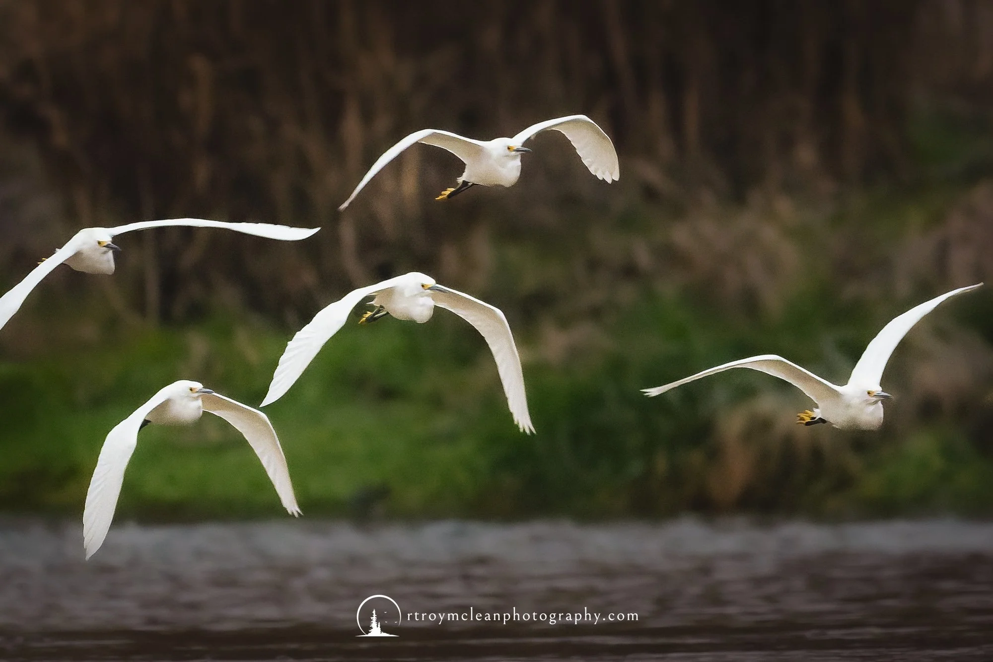 Snowy Egrets Coming in HOT.jpg