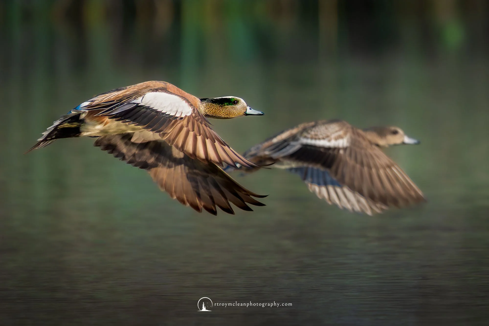 American Wigeon pair flyby.jpg