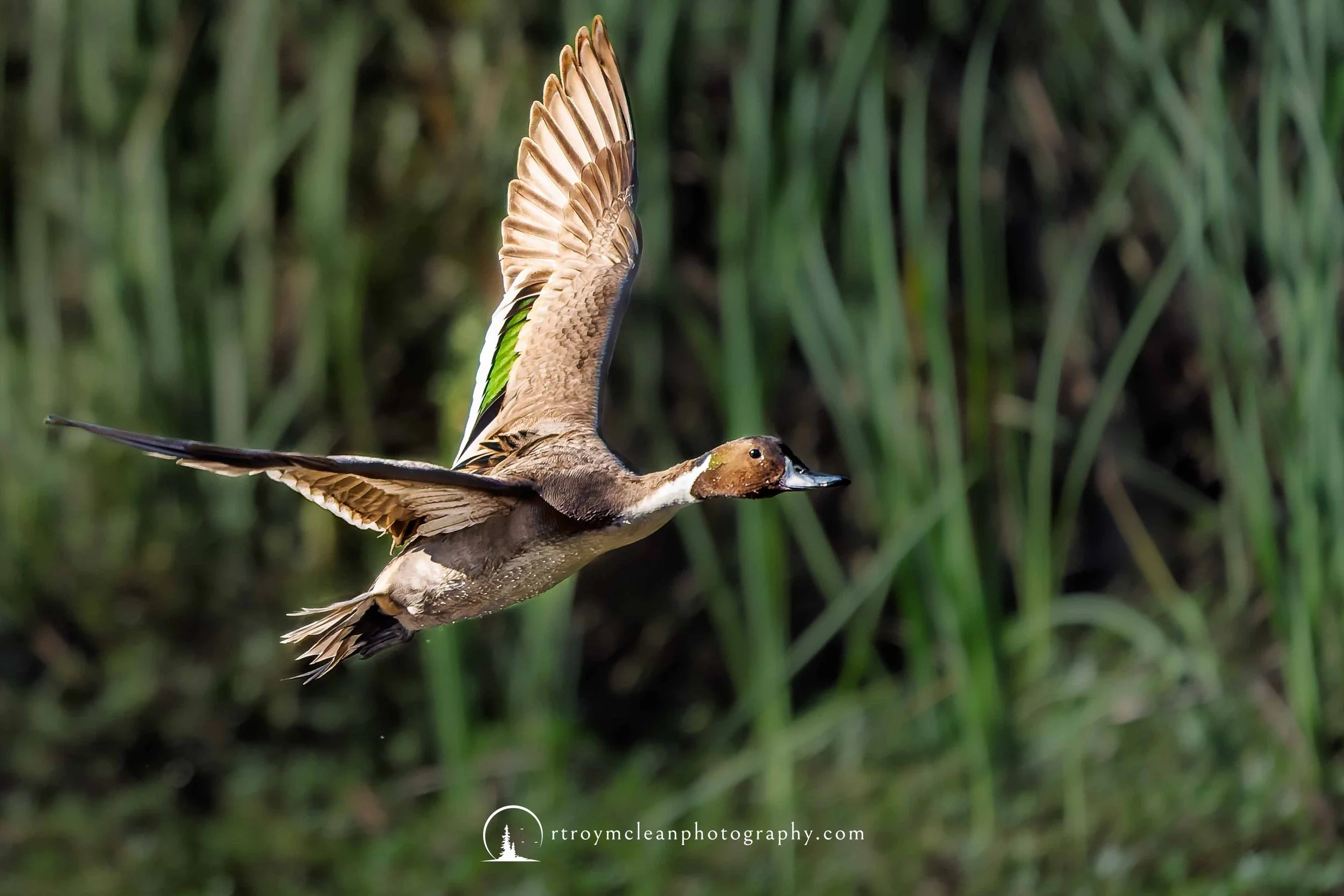 Drake Pintail In flight.jpg