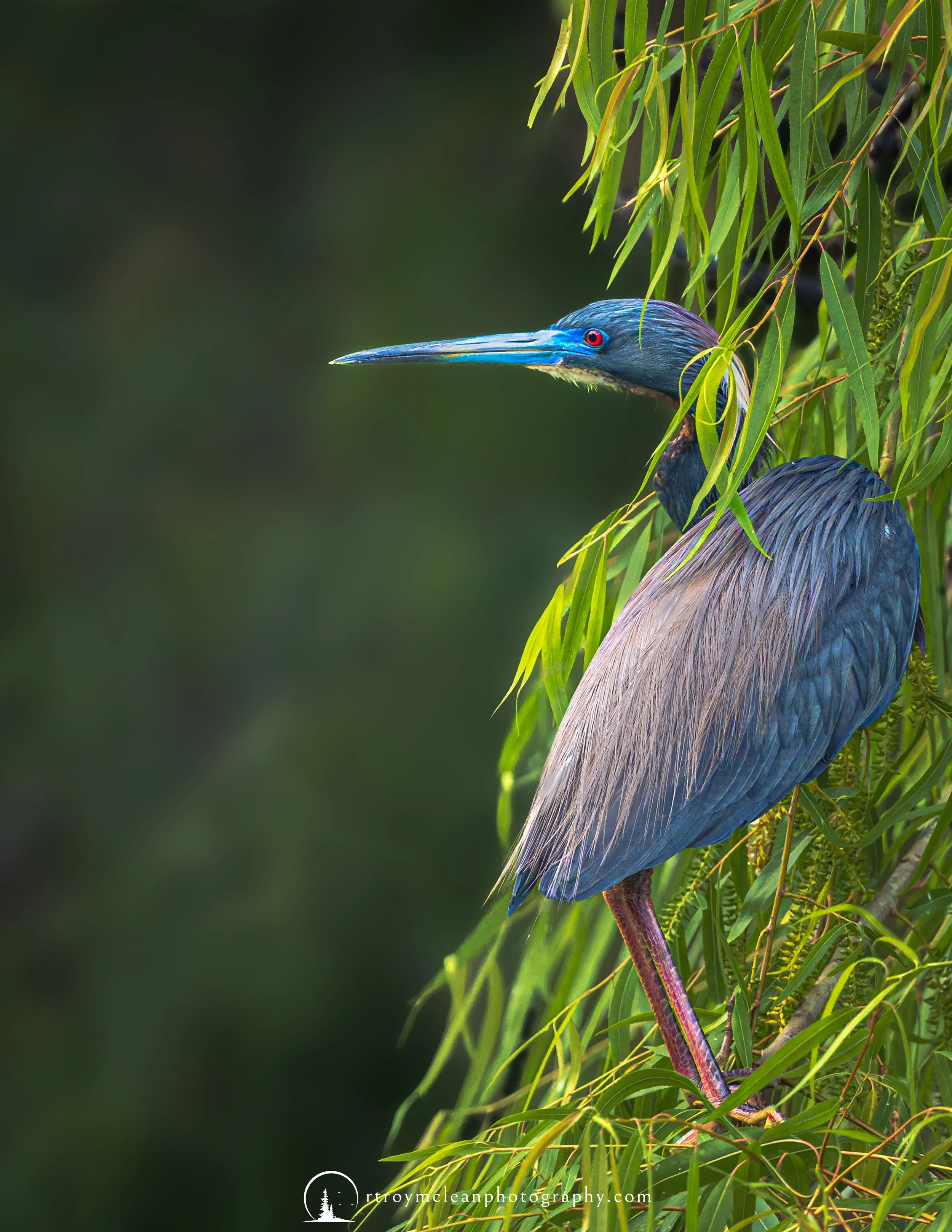 Tri-Color Heron.jpg