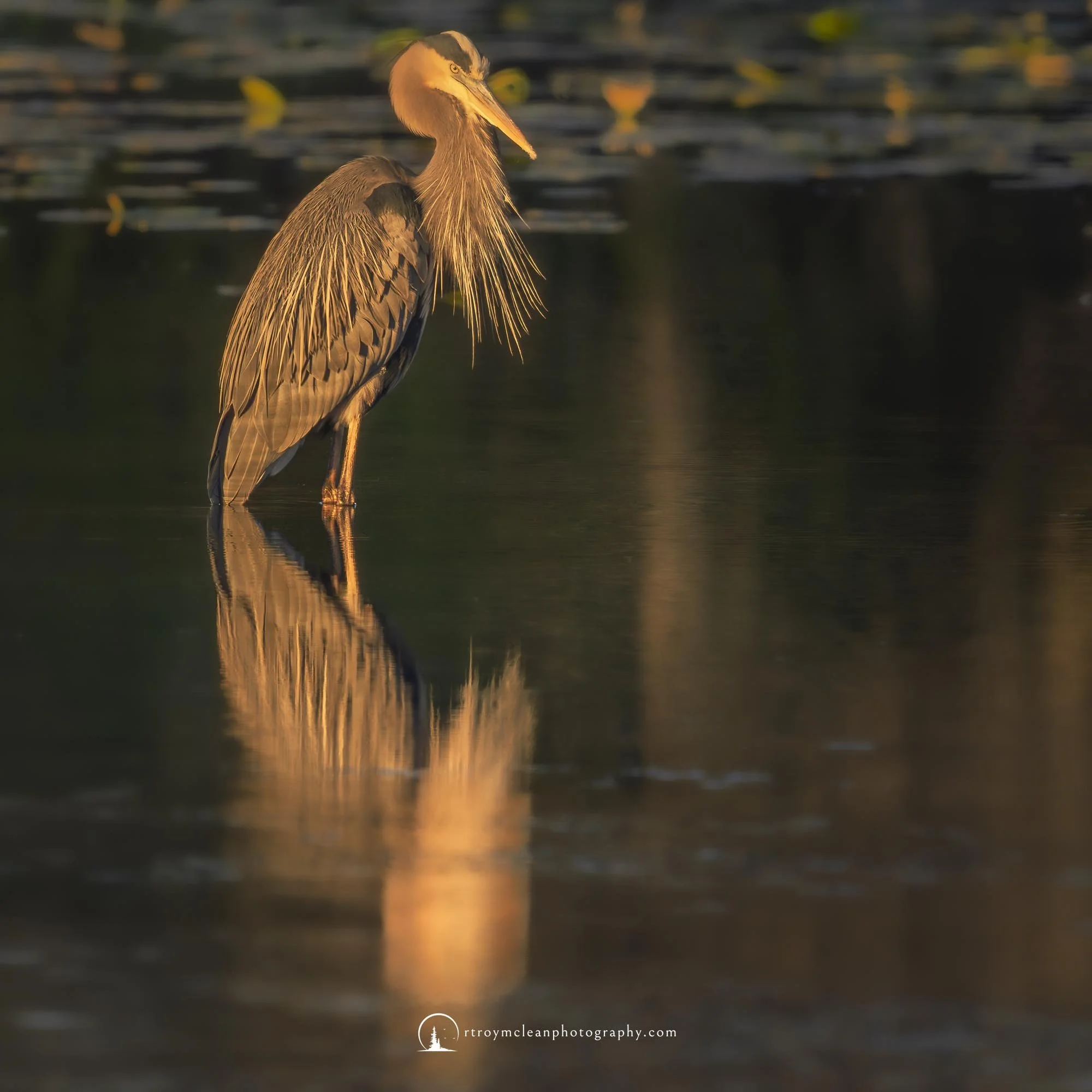 Great Blue Heron Sunrise San Marcos Springs .jpg