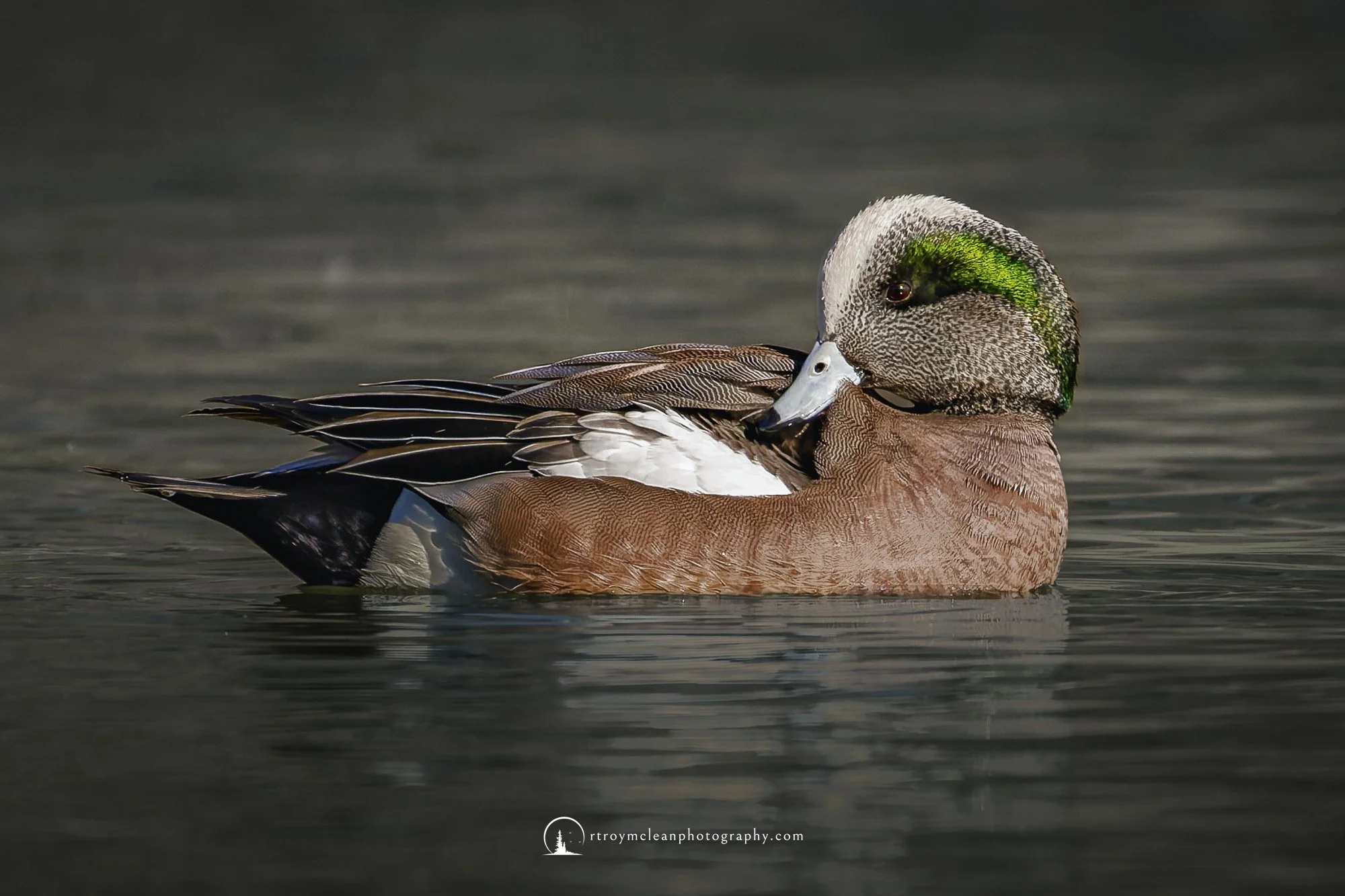 Male American Wigeon.jpg