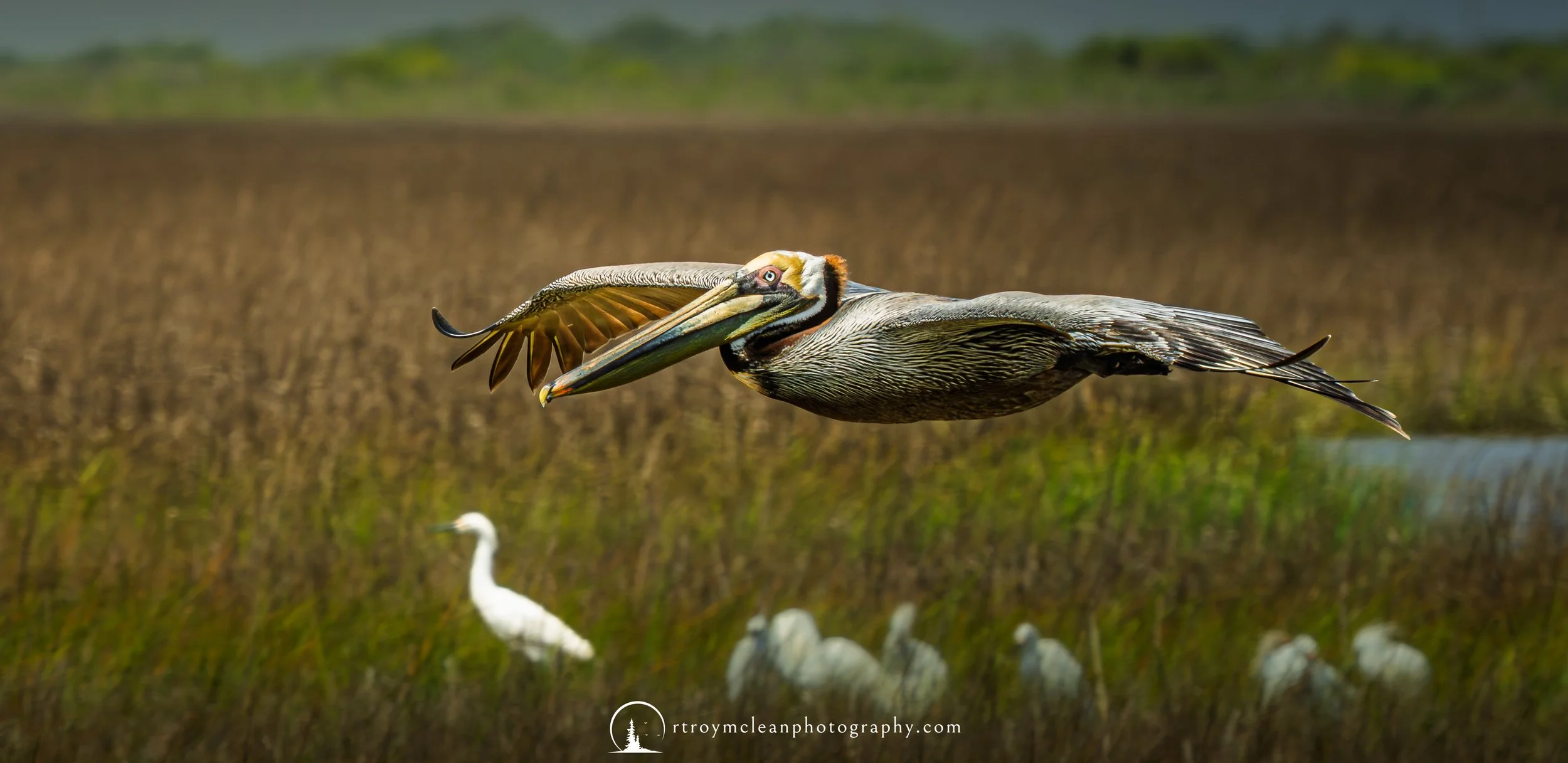 Brown Pelican Low Approach.jpg