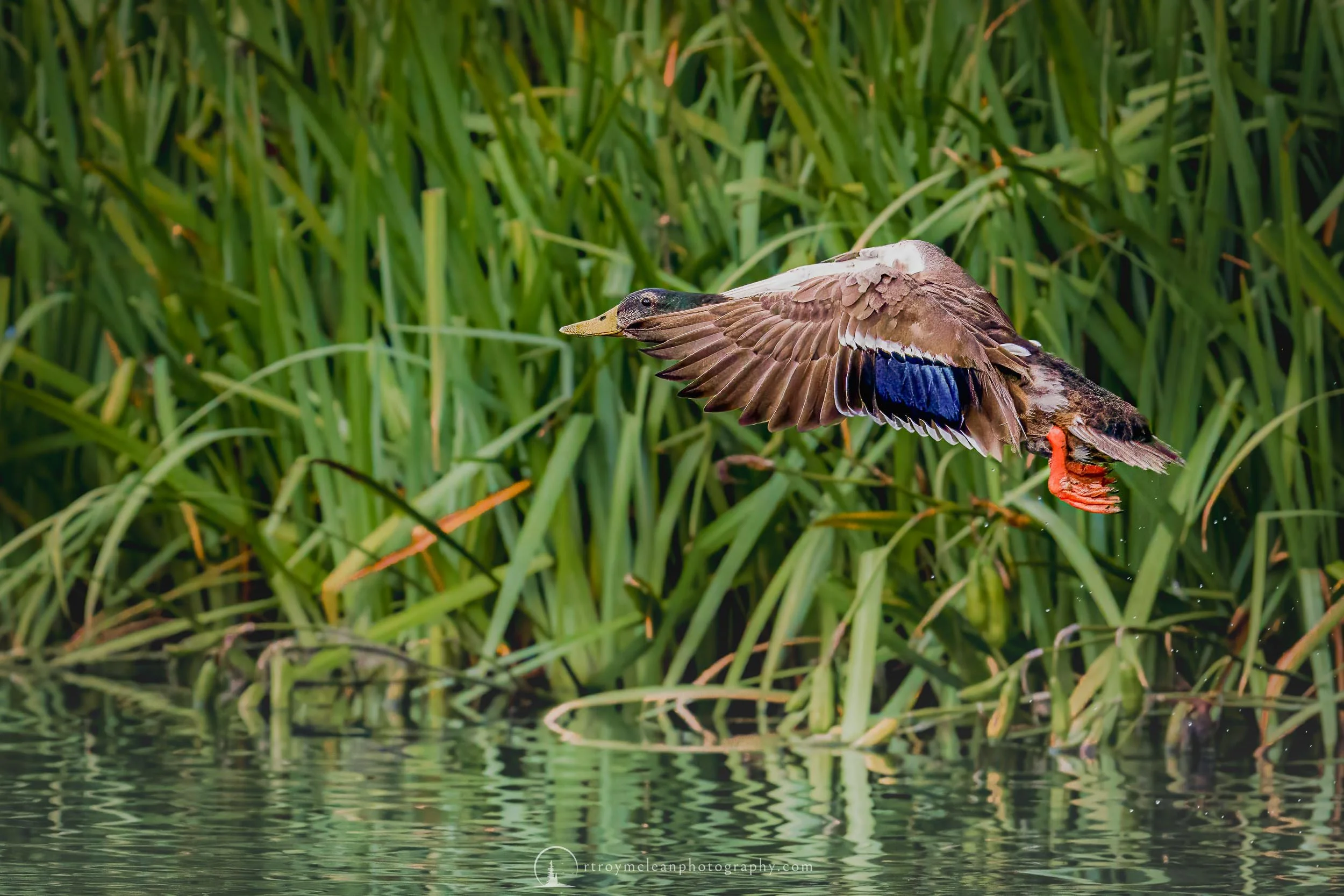 Bee Cave Mallard 2.jpg