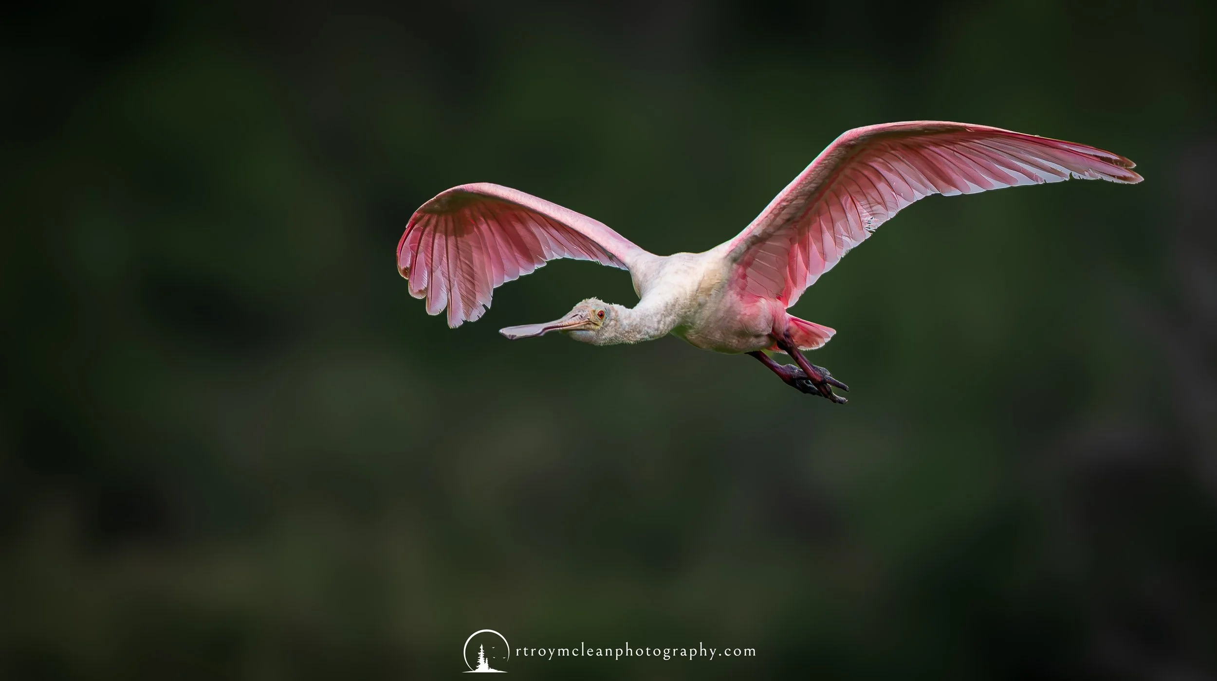 Simply Beautiful Spoonbill.jpg