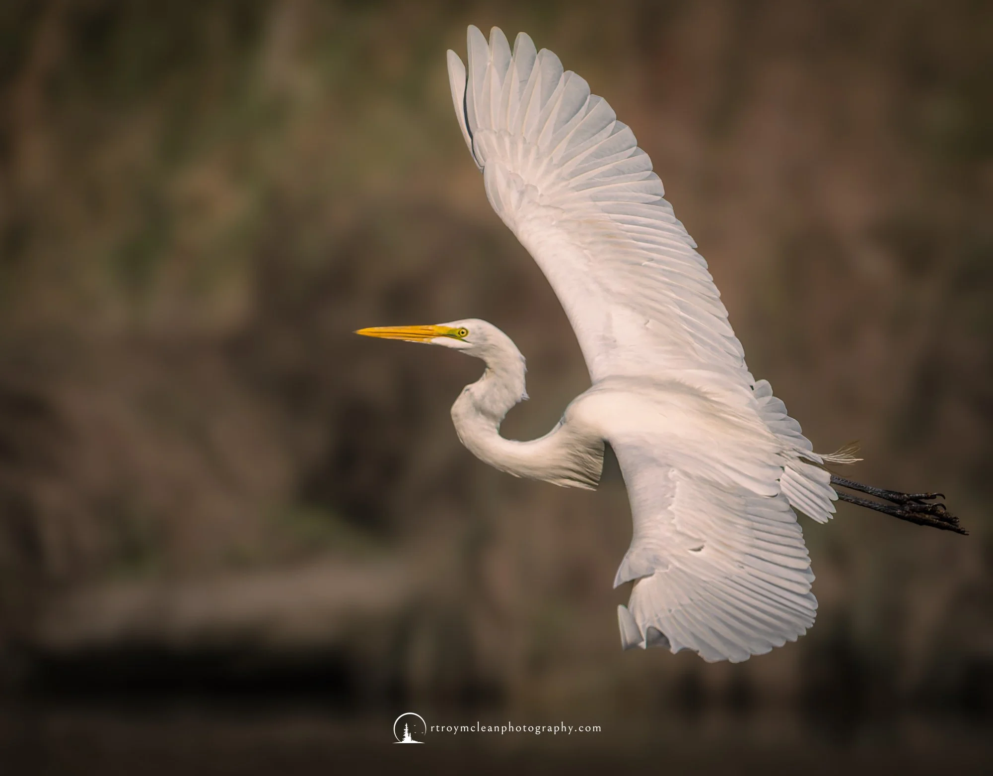 Great Egret Roy G.jpg