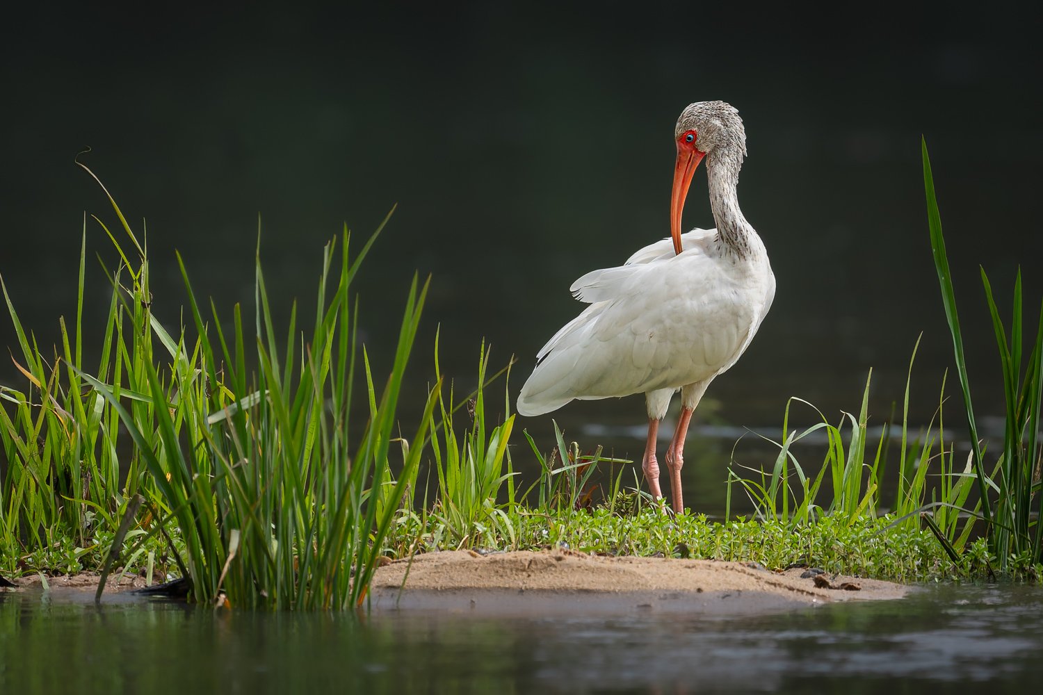 Solitude on the Sandbar.jpg