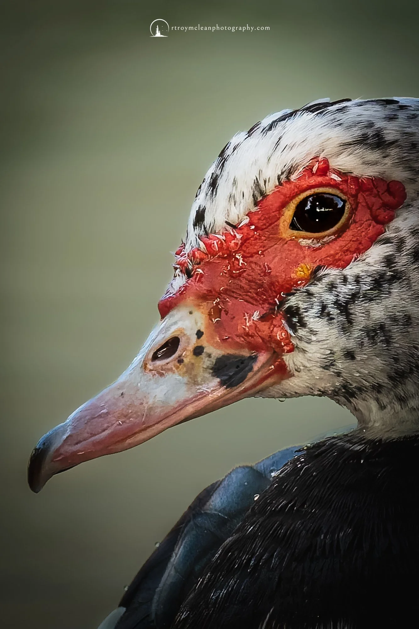 Muscovy Portrait.jpg