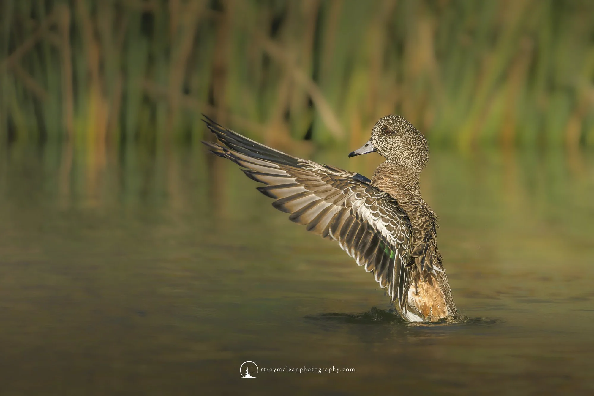 American Wigeon Hen.jpg