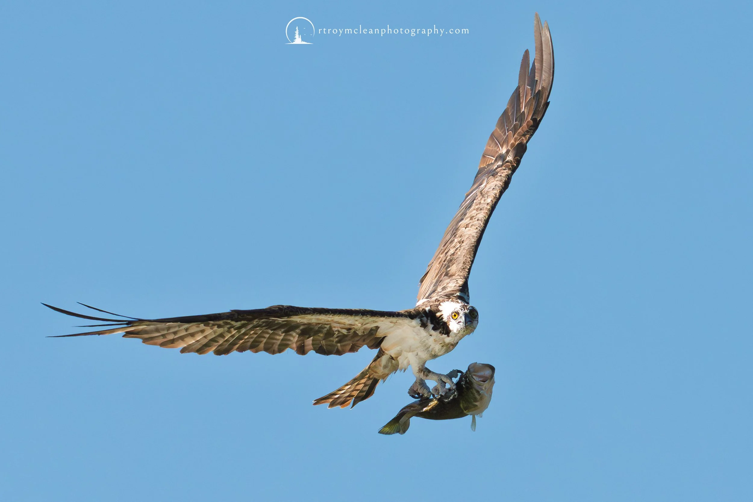 Osprey with Breakfast.jpg