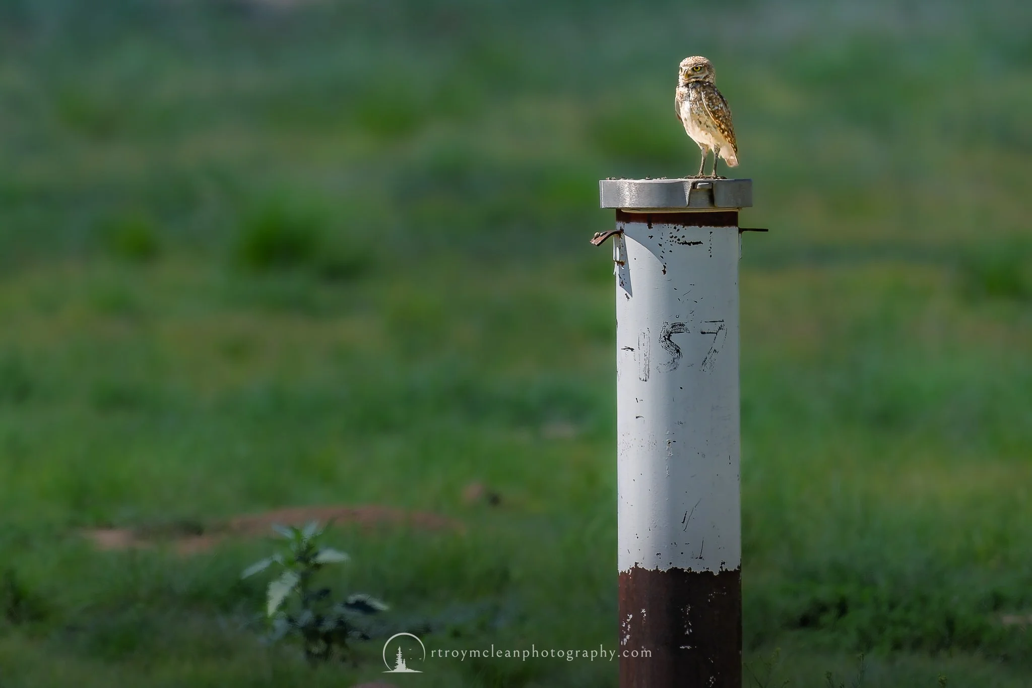 Borrowing Owl Colorado.jpg