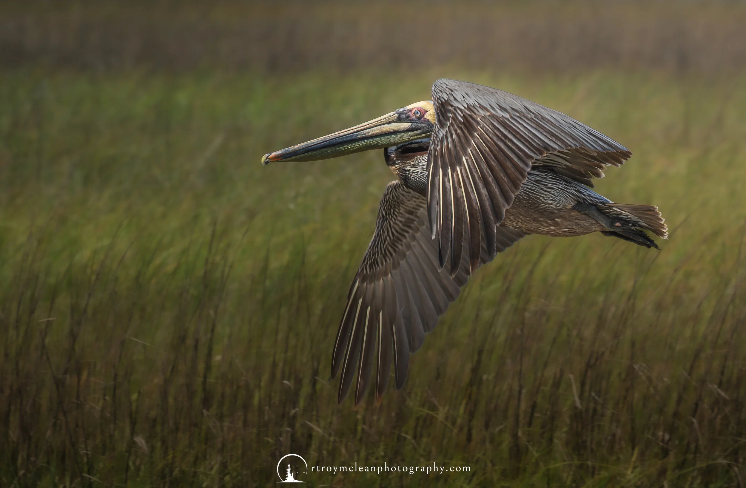 Brown Pelican Solar Powered ver 2.jpg