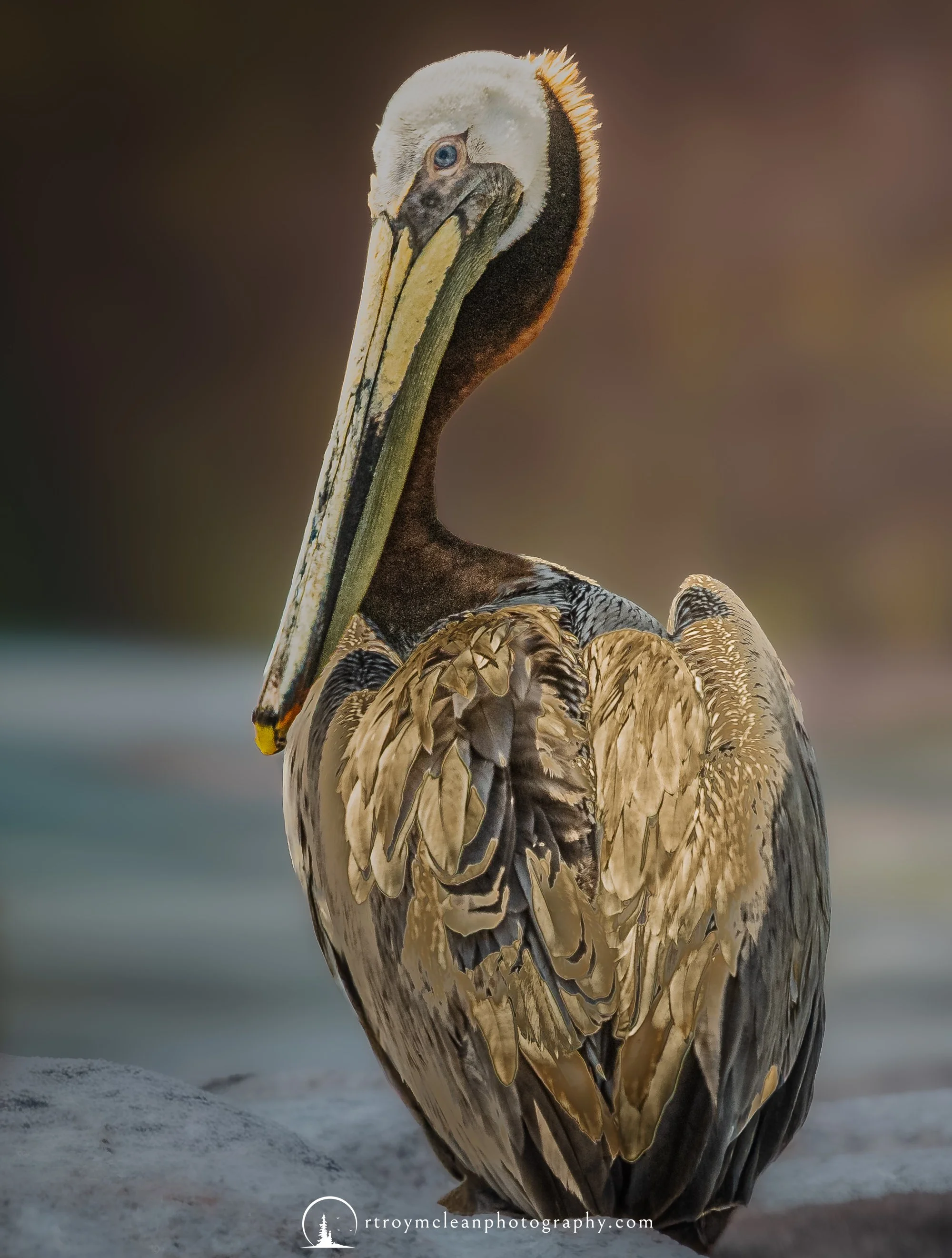 Brown Pelican Portrait.jpg