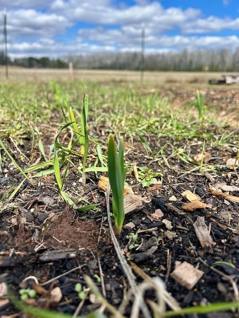 Garlic is the Crop of Hope