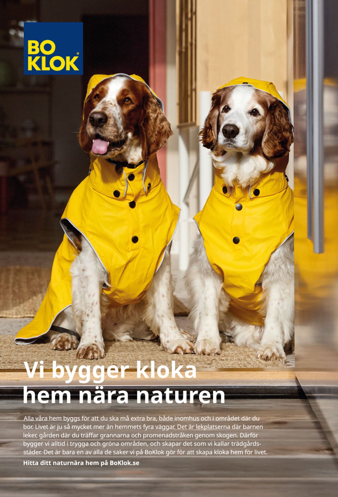 Two dogs wearing yellow raincoats and sitting inside a home. There is Swedish text on the image related to building smart homes near nature.