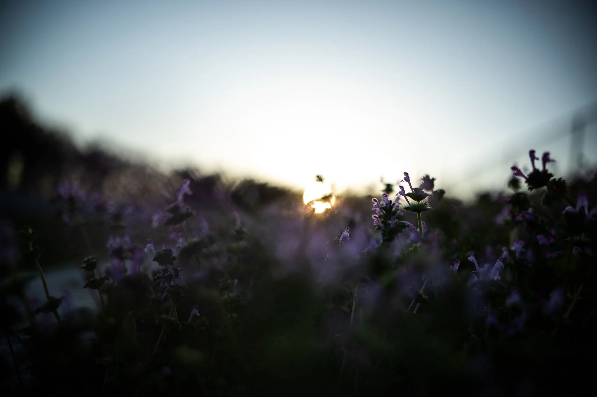_A269941.jpg