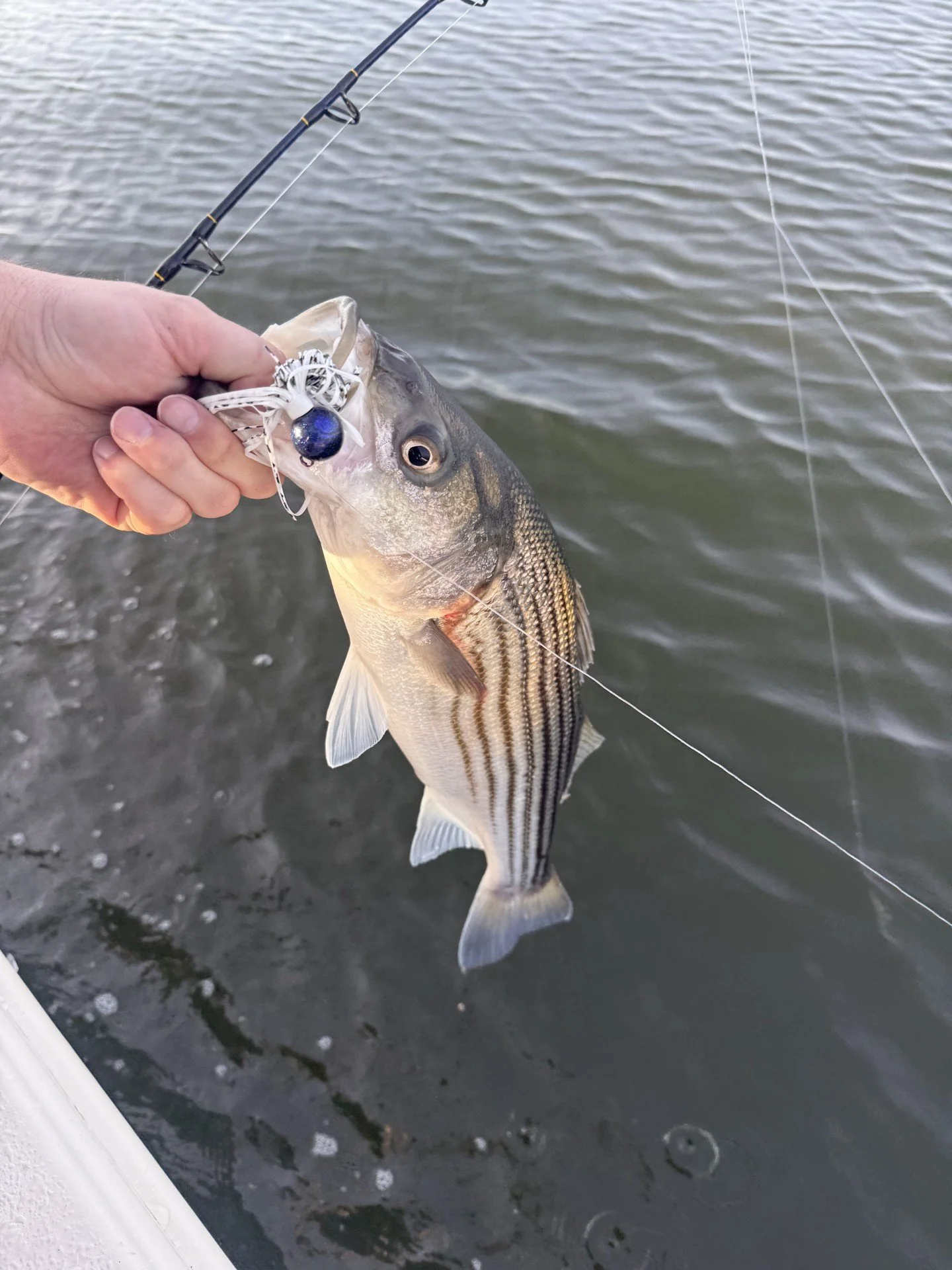 fish.jpg