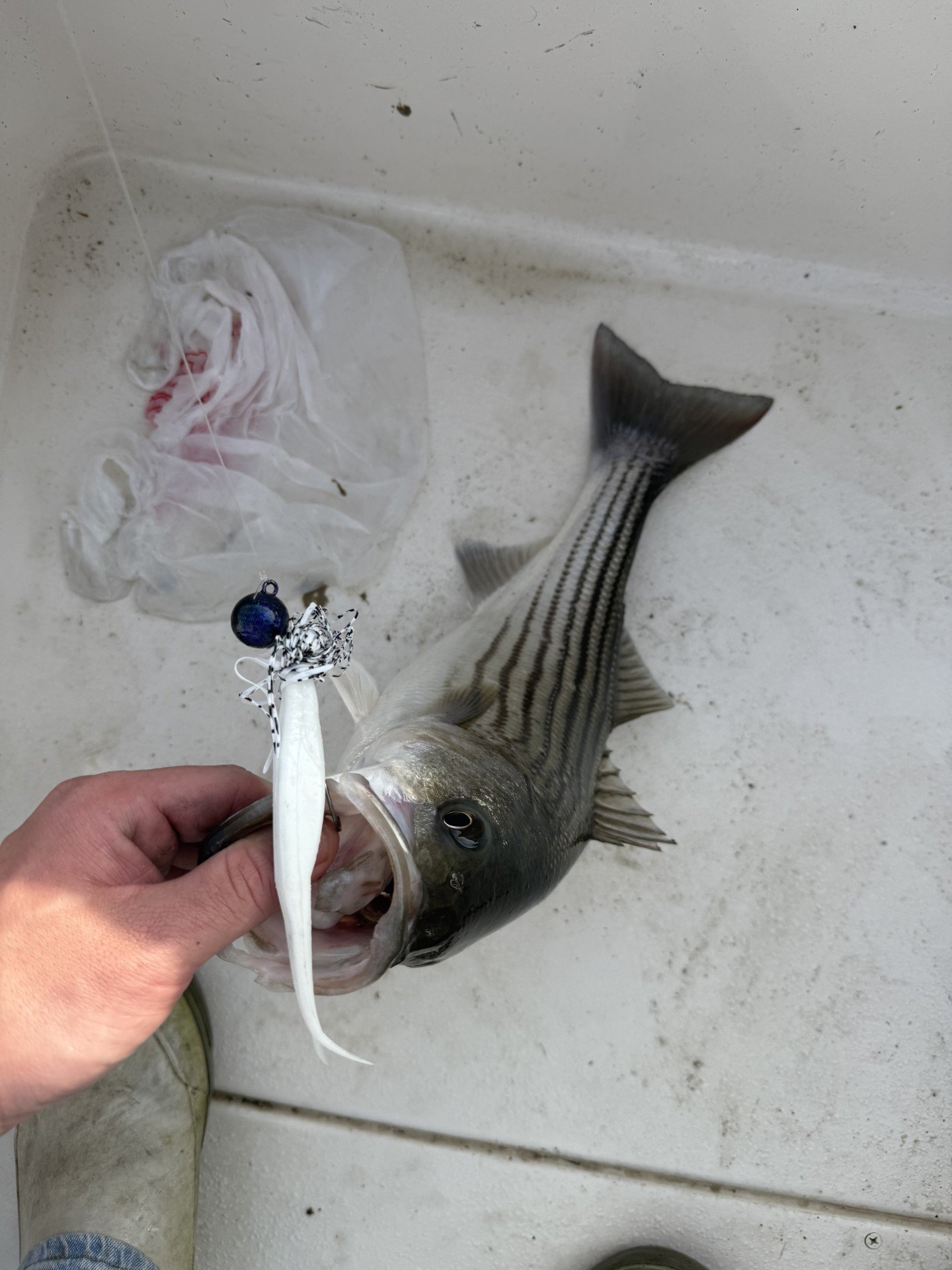 fish2.jpg