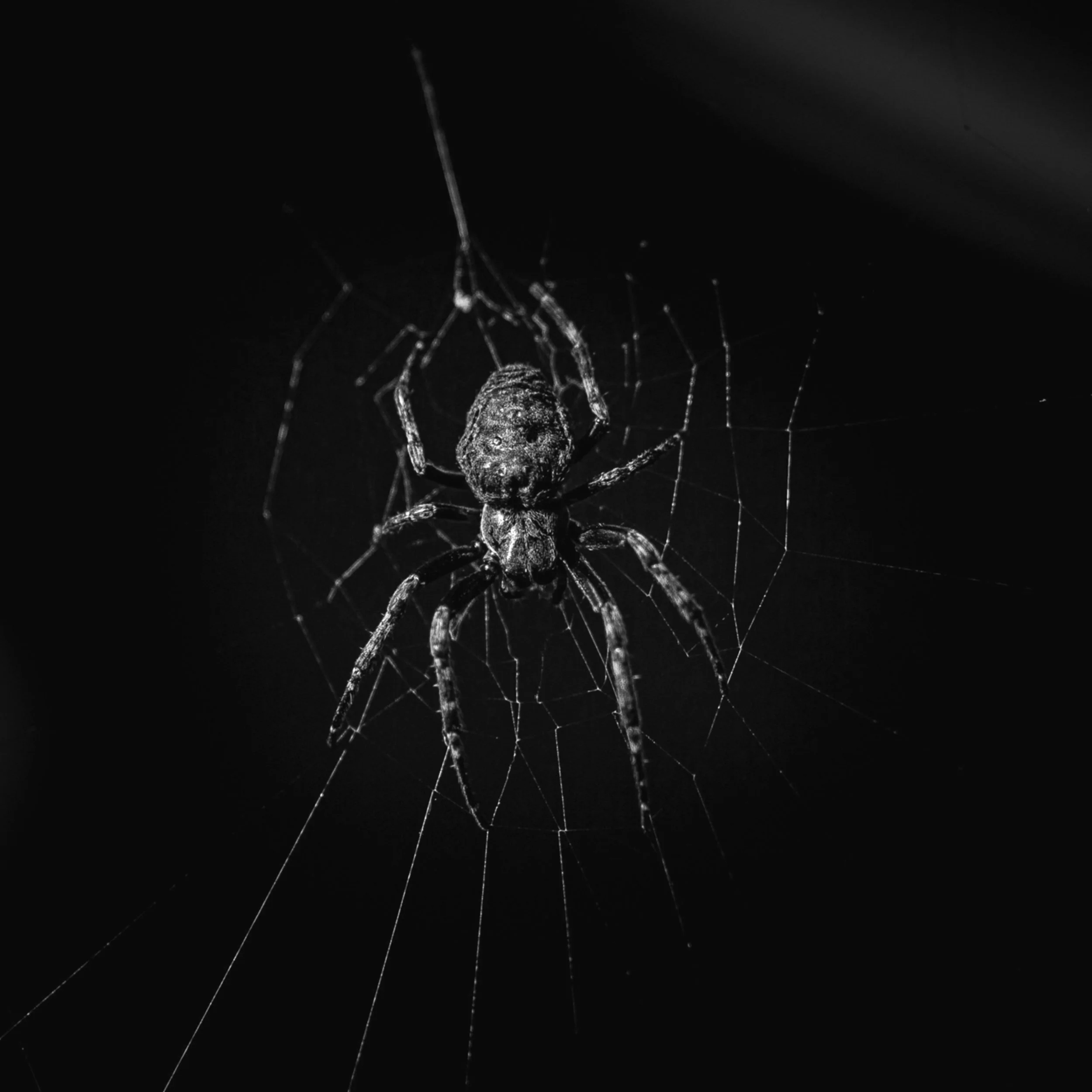 Close-up of a spider on its web in black and white