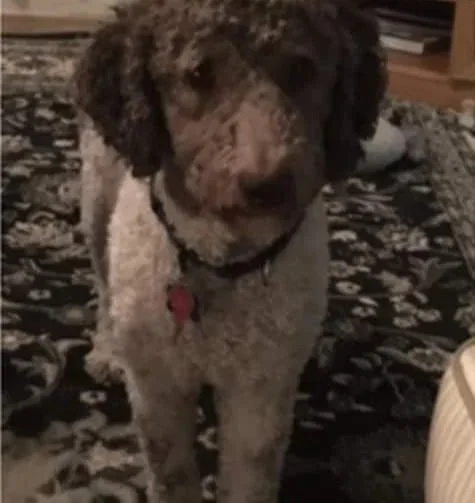 Brown and white dog standing on a rug indoors.