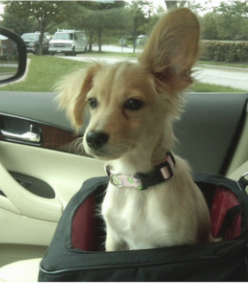 Puppy with one ear up and one ear flopped over sitting in a car