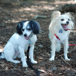 Two small dogs on a hiking trail in the woods
