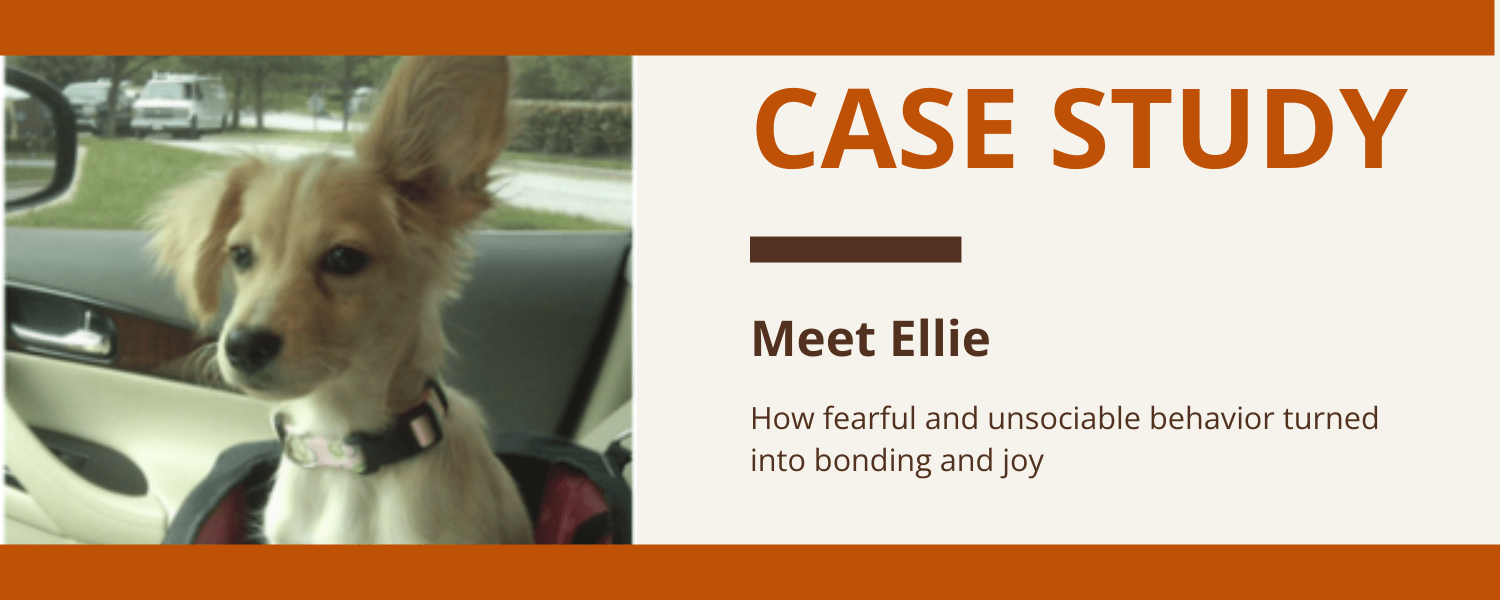 Meet Ellie, a puppy with one ear up and one ear down sitting in a car