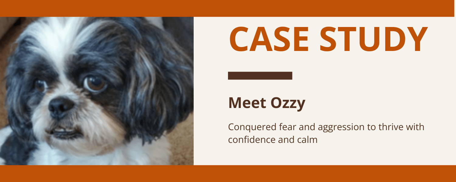 Meet Ozzy, a small dog with a slight underbite.