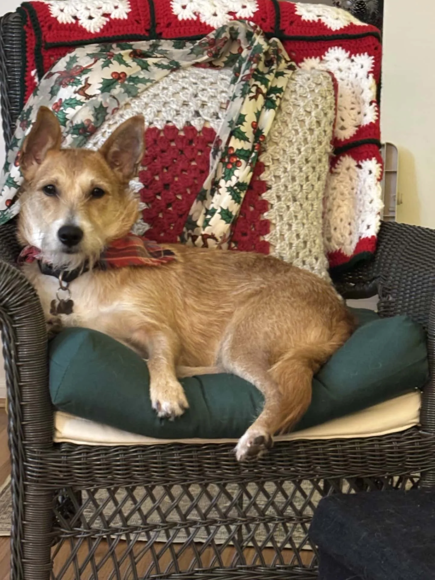 Dog relaxing on a lounge chair