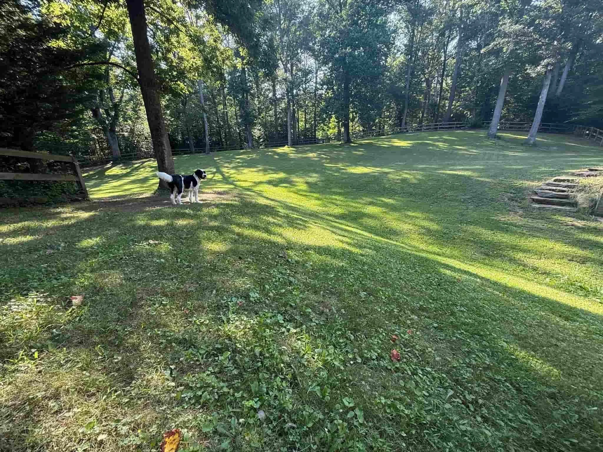 Dog pictured in the large backyard of the Board and Train / Daytrain facility at Paws and Possibilities in Annapolis, Maryland.