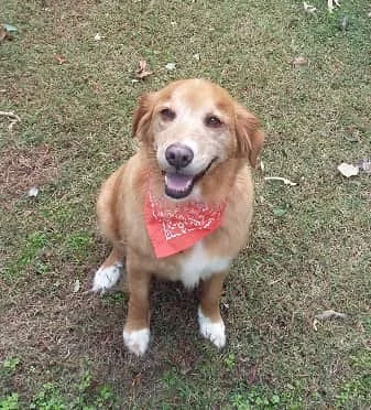 Happy dog wearing a red bandana