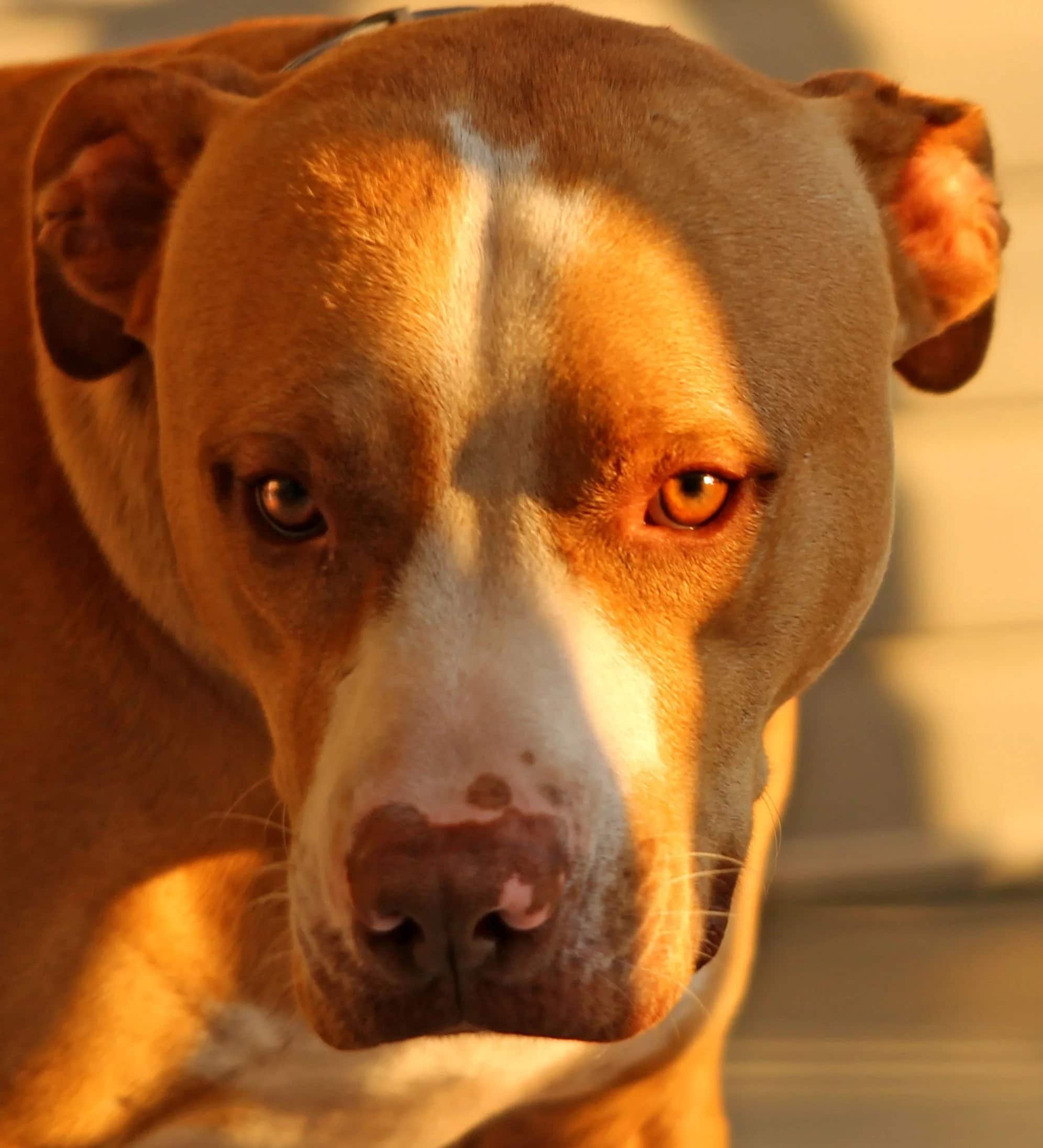 Close-up of a brown and white dog.