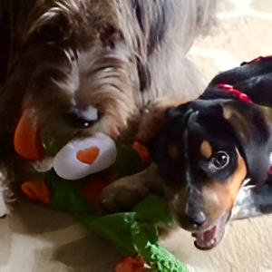 Two puppies playing with a stuffed toy and a green chew toy on a beige carpet