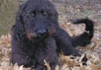 Black doodle lying in a pile of autumn leaves