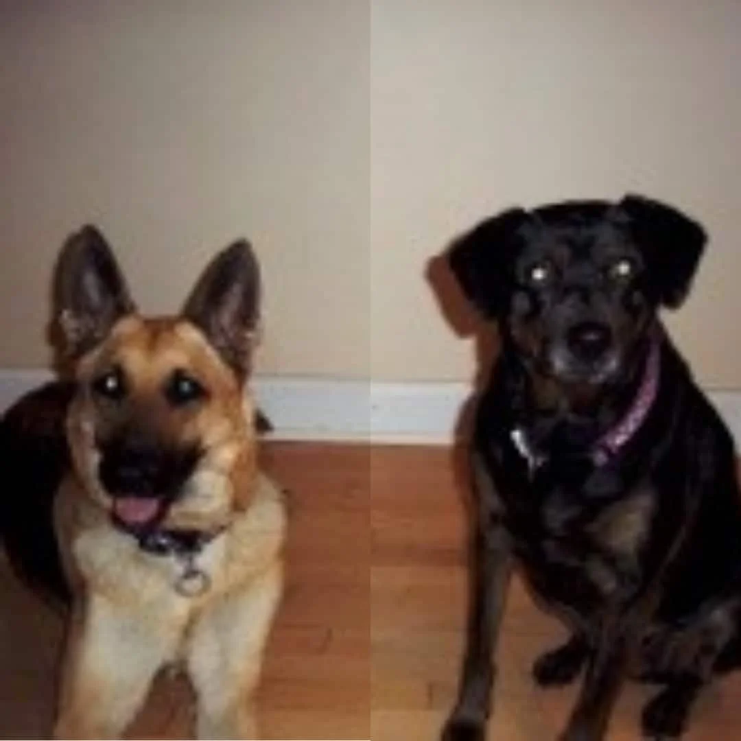Two dogs relaxing at home, one lying down and one sitting