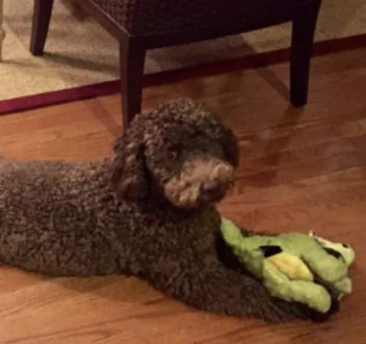 Brown dog lying on the floor with a green toy between its paws