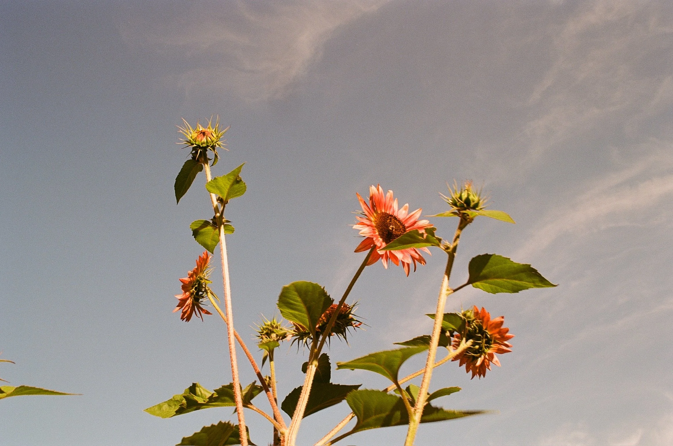 Sunflowers against a clear sky with a few wispy clouds.