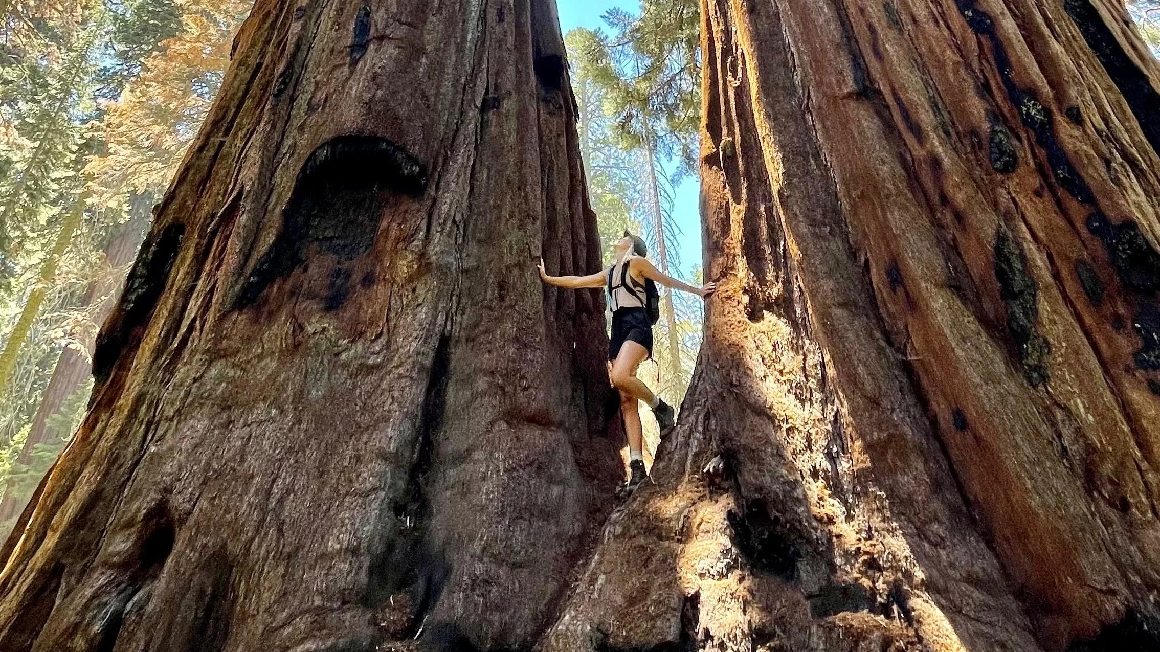 A person climbing a large redwood tree in a forest, with tall trees and blue sky in the background.