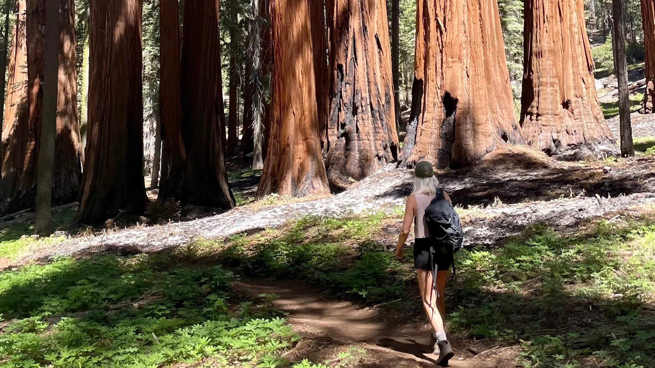 Person hiking through a forest with tall redwood trees and lush green foliage.