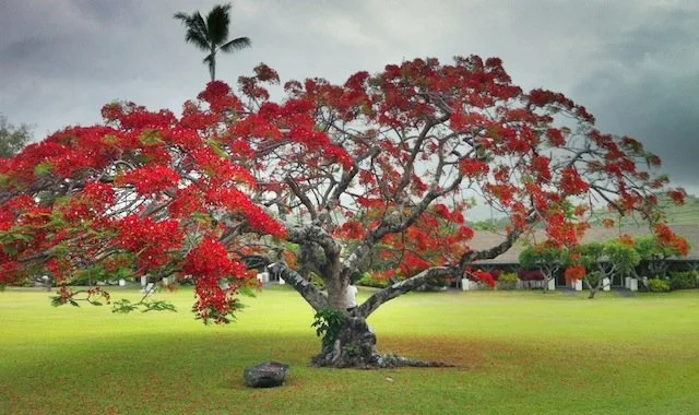 The Flip Side of Post Maui Depression