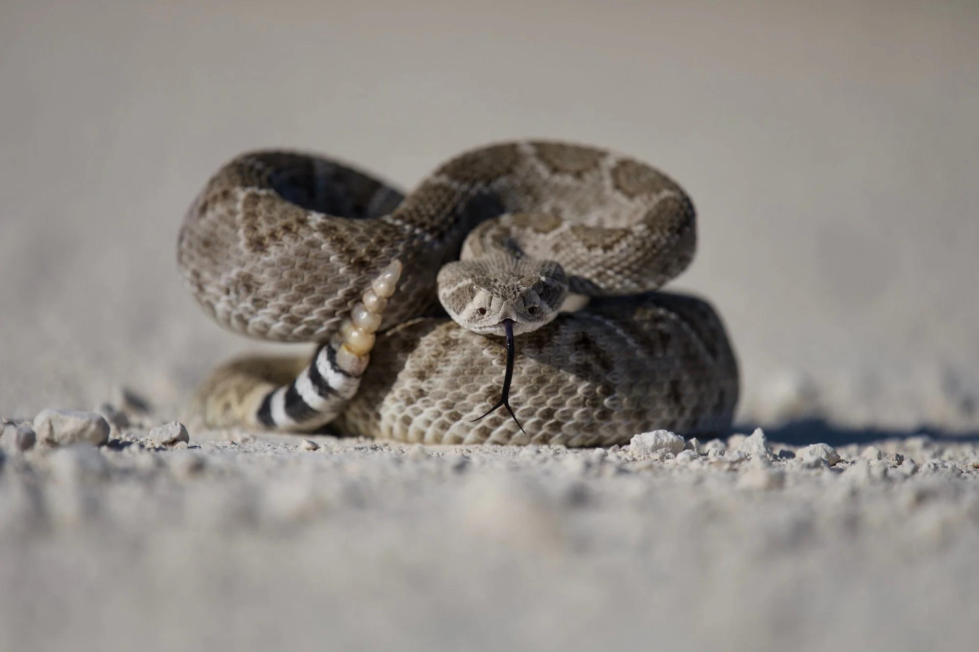 Rattlesnake Avoidance Clinic