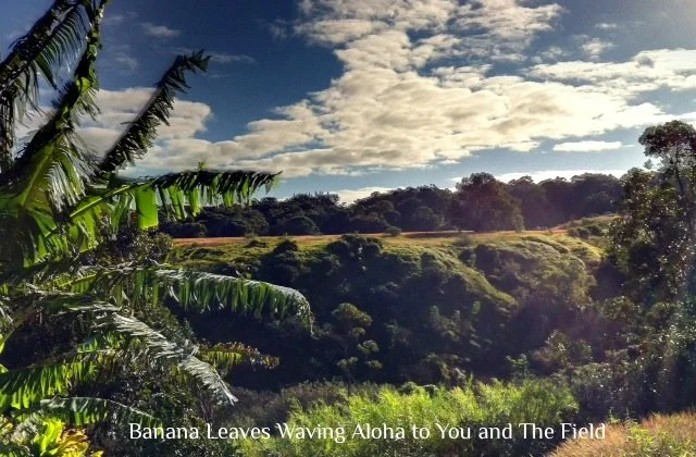 Banana Leaves Waving Aloha to You and The Field
