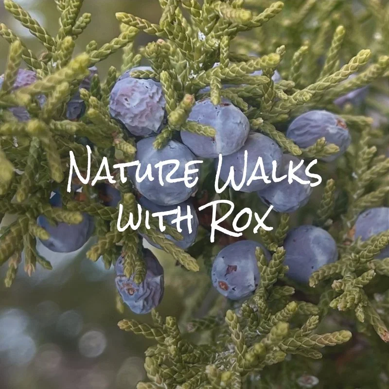 close up photo of green juniper tree branch with blue juniper berries, text overlay saying "nature walks with rox"