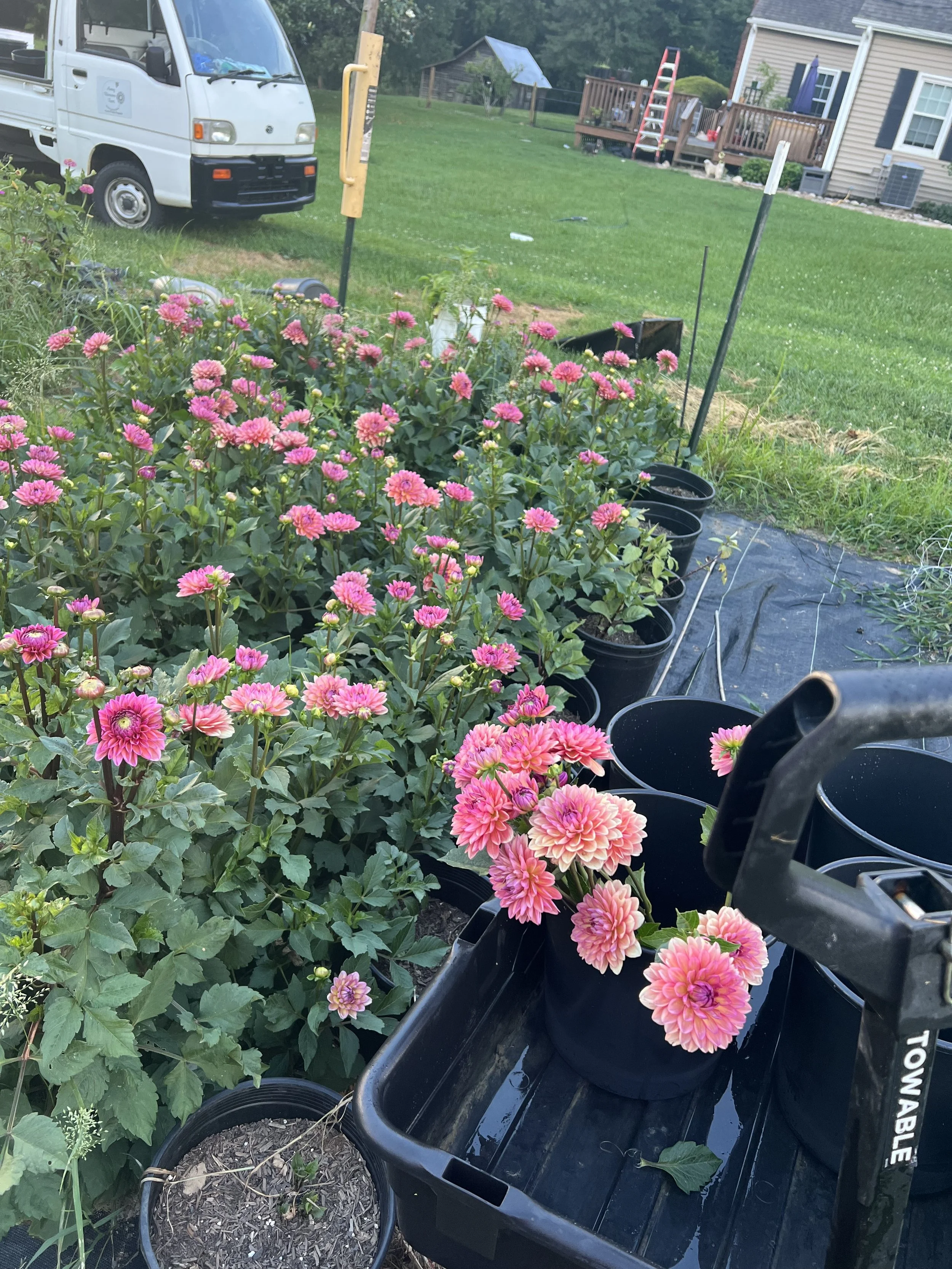 Best Tools for Starting a Cut Flower Farm