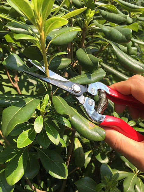 These are my favorite snips for harvesting flowers and cutting stems for bouquets!  I have tried out  several and i love the handles on these plus they hold up very well,