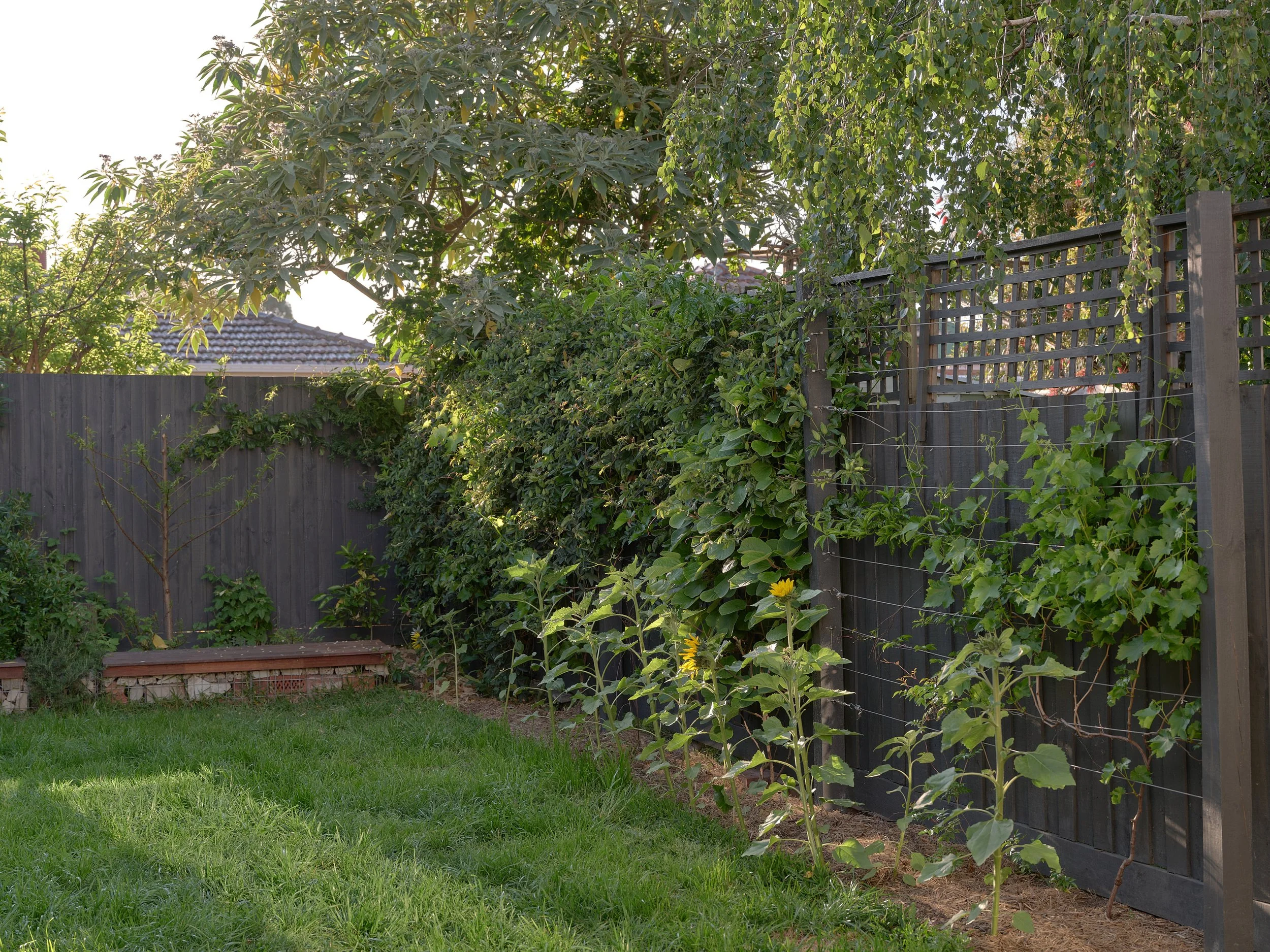 Lush backyard garden with climbing vines on a black timber fence, sunflowers in a row, and raised brick planter under leafy trees. Brunswick, Melbourne, Australia