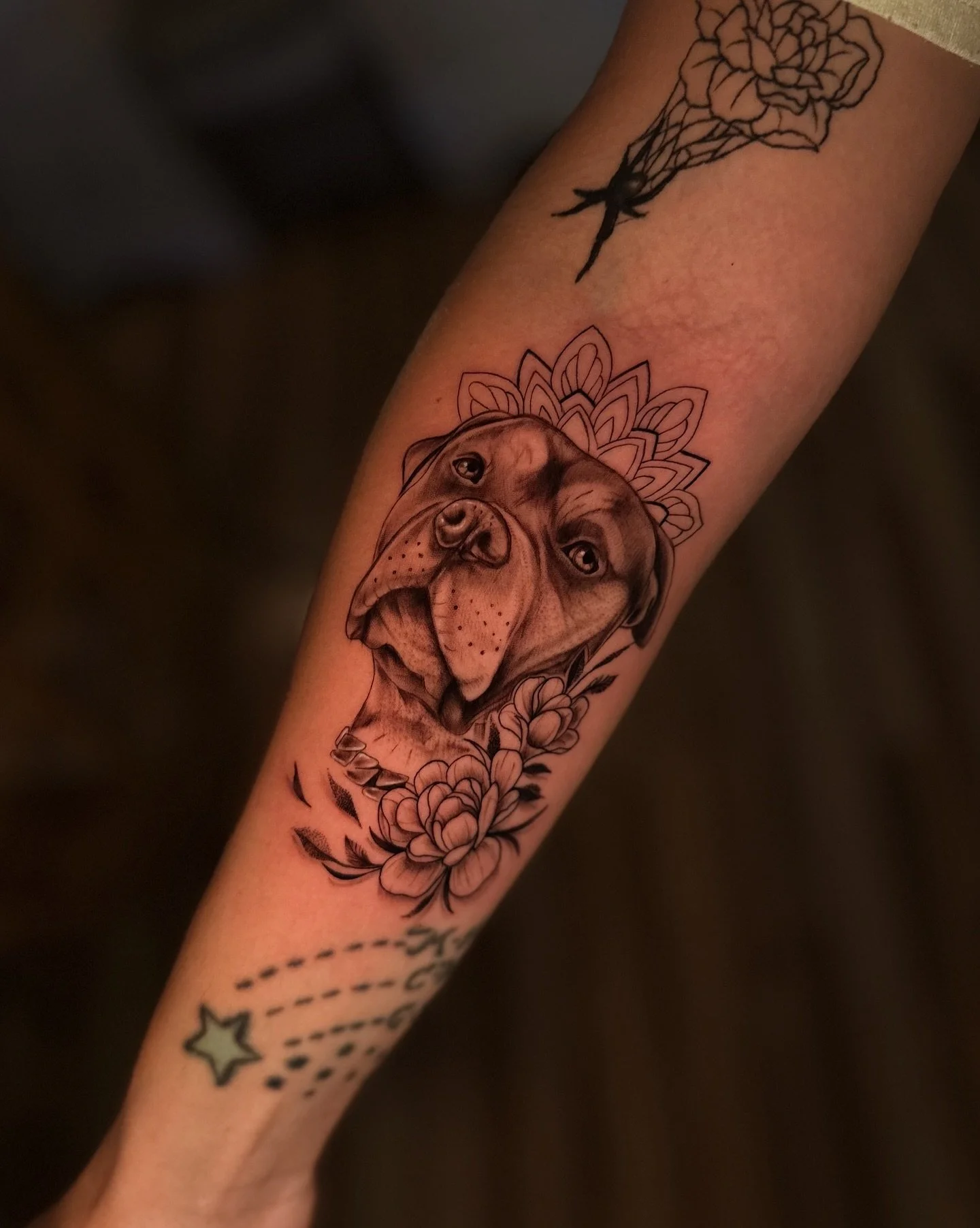 pet portrait of this cutie named loki 🐾