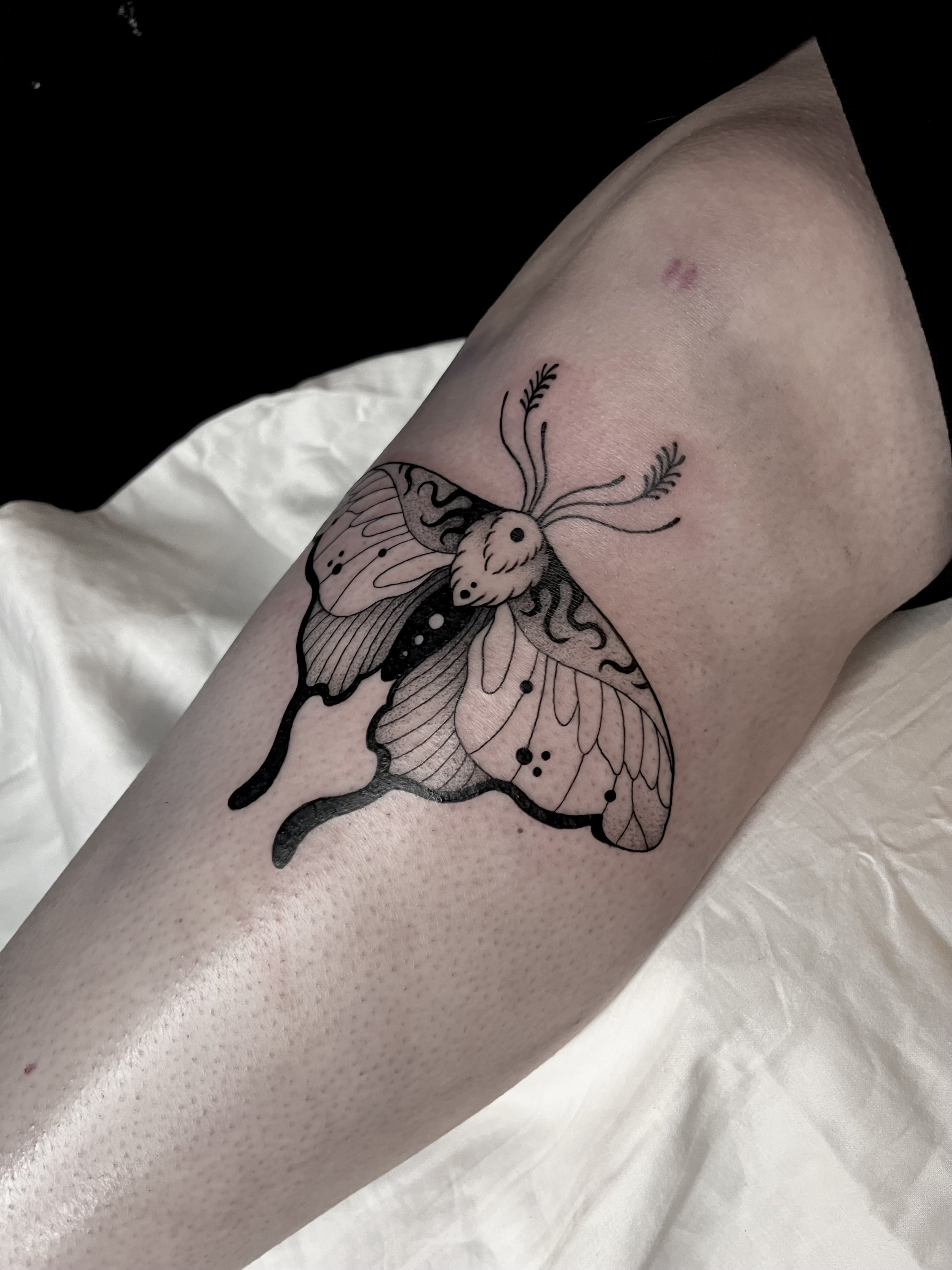 Artist: Aleia Accioly— ornate moth 