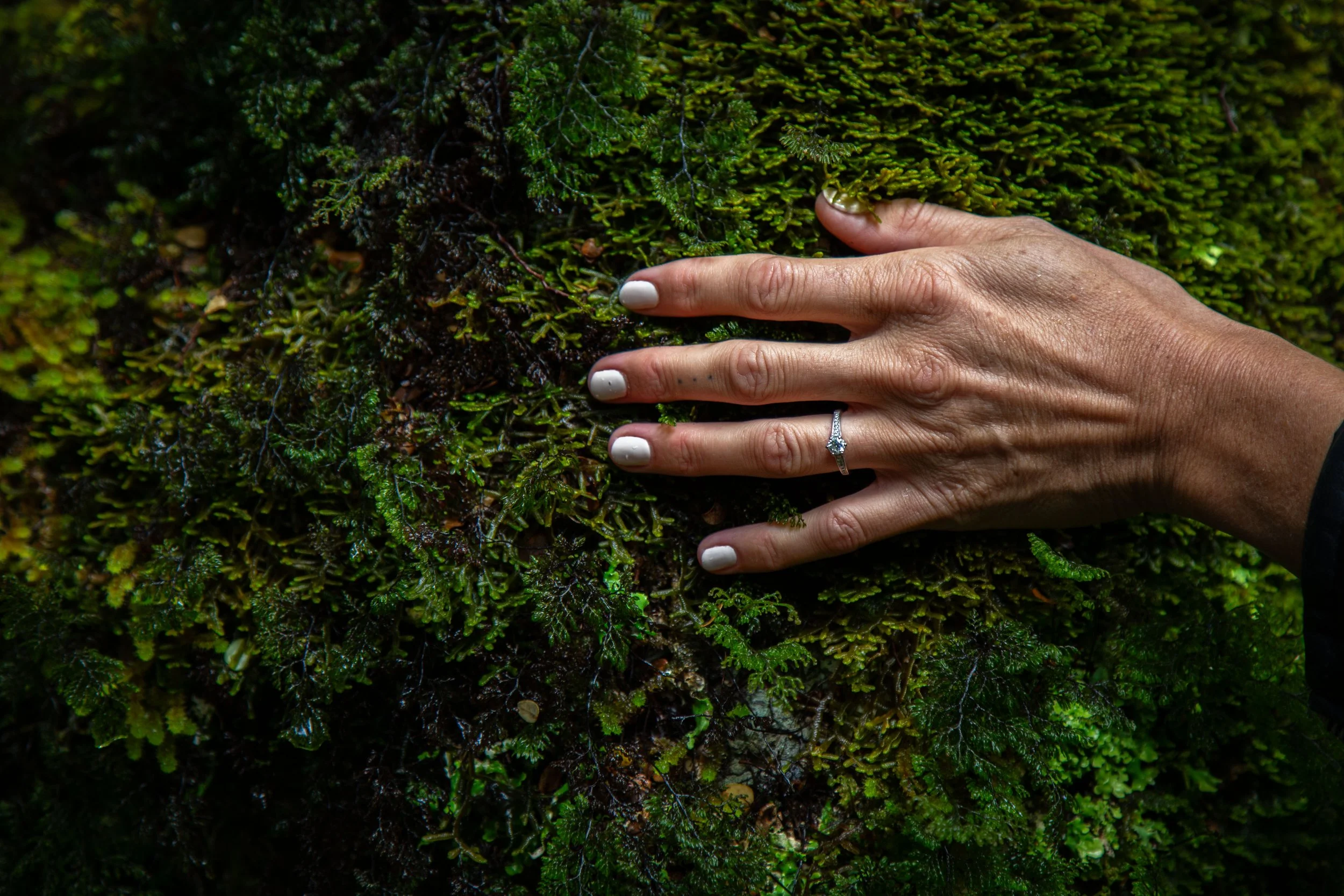 A hand with a wedding ring touching green moss on a tree trunk.