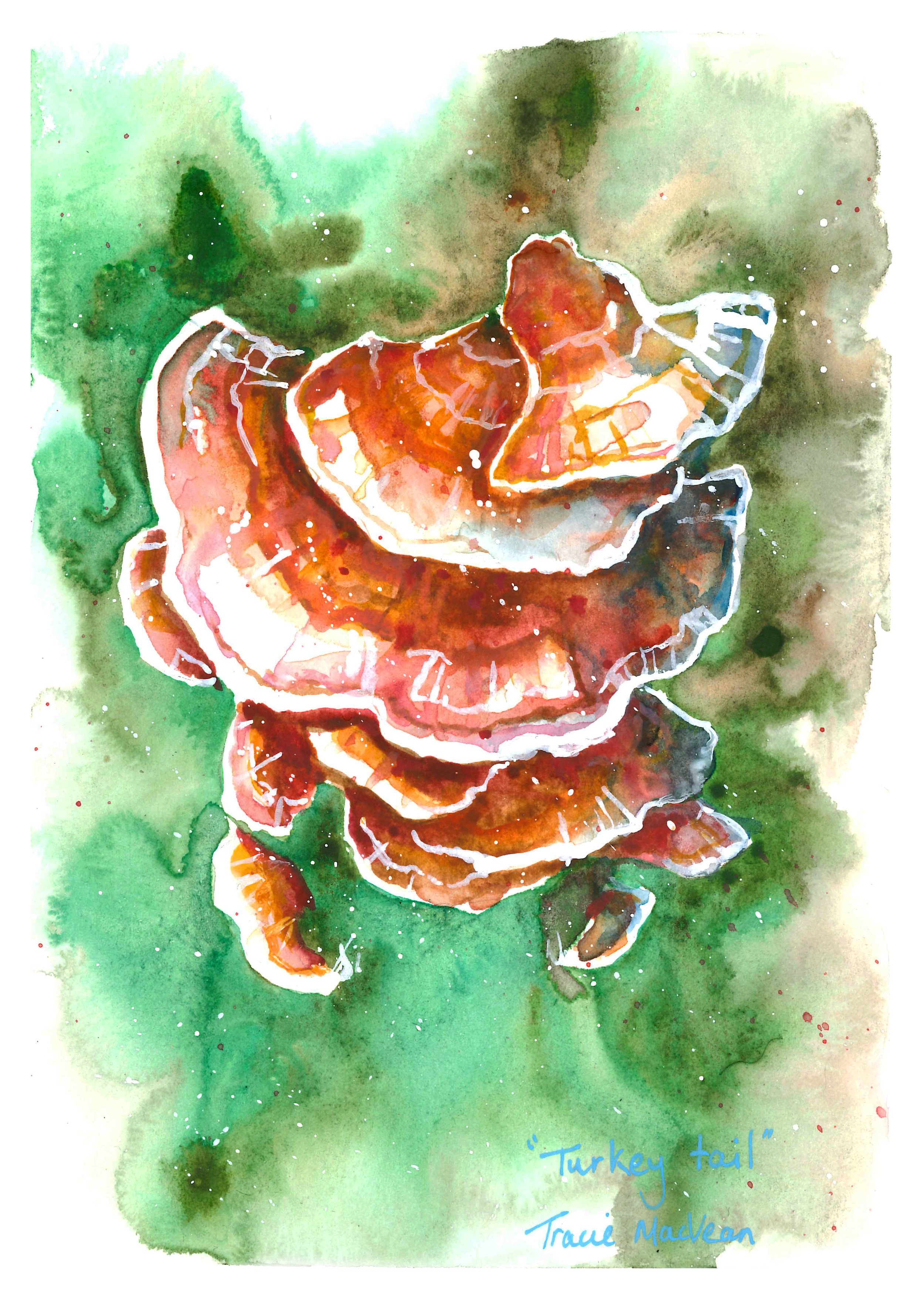 "Turkey Tail Fungi" Waterolour on paper, 15cm x 21cm